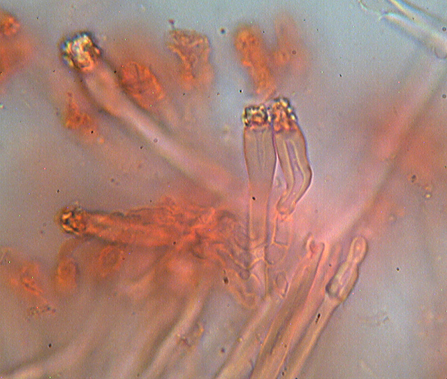 Un giretto tra le quercie